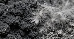 differences between soot and ash